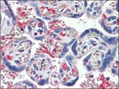 Immunohistochemistry-Paraffin: Complement Component C1s Antibody [NBP1-50300] - Analysis of anti-C1S / Complement C1s antibody staining of human placenta at concentration 5 ug/ml.