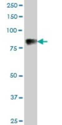 Western Blot: Complement Component C1s Antibody [H00000716-B01P] - Analysis of C1S expression in human liver.
