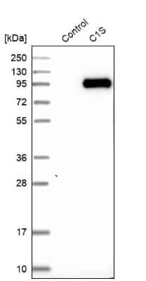 Western Blot: Complement Component C1s Antibody [NBP1-86439] - Analysis in control (vector only transfected HEK293T lysate) and C1S over-expression lysate (Co-expressed with a C-terminal myc-DDK tag (3.1 kDa) in mammalian HEK293T cells).