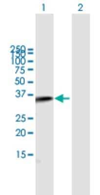 Western Blot: Complement Component C2 Antibody [H00000717-B01P] - Analysis of C2 expression in transfected 293T cell line by C2 polyclonal antibody.  Lane 1: C2 transfected lysate(36.19 KDa). Lane 2: Non-transfected lysate.