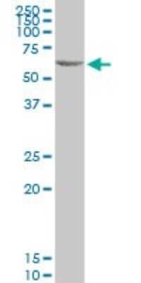Western Blot: Complement Component C3a R Antibody [H00000719-B01P] - Analysis of C3AR1 expression in K-562.
