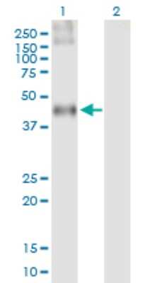 Western Blot: Complement Component C3a R Antibody [H00000719-B01P] - Analysis of C3AR1 expression in transfected 293T cell line by C3AR1 polyclonal antibody.  Lane 1: C3AR1 transfected lysate(53.02 KDa). Lane 2: Non-transfected lysate.