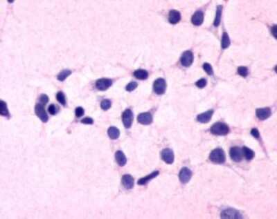 Immunohistochemistry-Paraffin: Complement Component C5a R1 Antibody [NLS3867] - Analysis of anti-C5AR1 / CD88 antibody with untransfected HEK293 kidney cells.