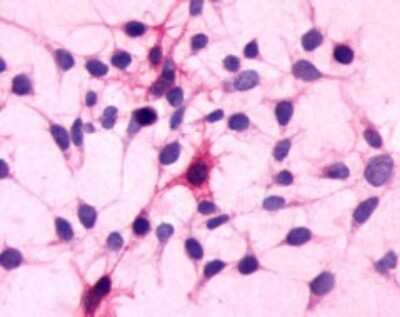 Immunohistochemistry-Paraffin: Complement Component C5a R1 Antibody [NLS3867] - Analysis of anti-C5AR1 / CD88 antibody with HEK293 human embryonic kidney cells.