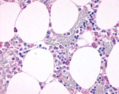 Immunohistochemistry-Paraffin: Complement Component C5a R1 Antibody [NLS3867] - Analysis of anti-C5AR1 / CD88 antibody with human bone marrow 4 ug/ml.
