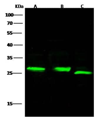 Western Blot: Complement Factor D/Adipsin Antibody (104) [NBP2-90629] - Anti-CFD rabbit monoclonal antibody at 1:500 dilution. Lane A: THP-1 Whole Cell Lysate. Lane B: Jurkat Whole Cell Lysate. Lane C: A549 Whole Cell Lysate. Lysates/proteins at 30 ug per lane. Secondary: Goat Anti-Rabbit IgG H&L (Dylight800) at 1/10000 dilution. Developed using the Odyssey technique. Performed under reducing conditions. Predicted band size:27 kDa. Observed band size:27 kDa.