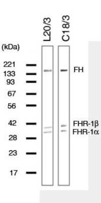 Western Blot: Complement Factor H Antibody (L20/3) - BSA Free [NBP1-05125] - Immunoblot (human serum) with NBP2-23542 and NBP1-05125