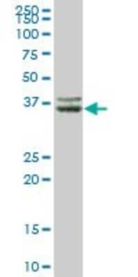 Western Blot: Complement Factor H-related 1/CFHR1/CFHL1 Antibody [H00003078-B01P] - Analysis of CFHR1 expression in human liver.