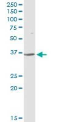 Western Blot: Complement Factor H-related 1/CFHR1/CFHL1 Antibody [H00003078-D01P] - Analysis of CFHR1 expression in HeLa.