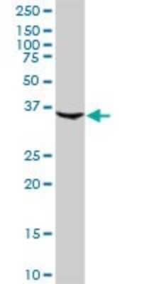 Western Blot: Complement Factor H-related 1/CFHR1/CFHL1 Antibody [H00003078-D01P] - Analysis of CFHR1 expression in human liver.