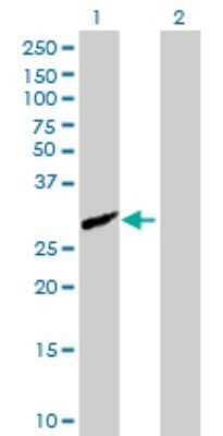 Western Blot: Complement Factor H-related 2/CFHR2/CFHL2 Antibody [H00003080-B01P] - Analysis of CFHR2 expression in transfected 293T cell line by CFHR2 polyclonal antibody.  Lane 1: CFHL2 transfected lysate(29.81 KDa). Lane 2: Non-transfected lysate.
