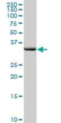 Western Blot: Complement Factor H-related 2/CFHR2/CFHL2 Antibody [H00003080-D01P] - Western Blot analysis of CFHR2 expression in human liver.