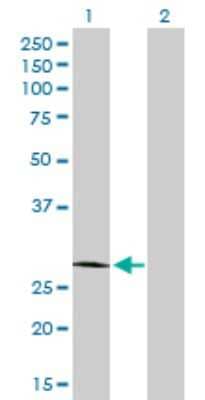 Western Blot: Complement Factor H-related 2/CFHR2/CFHL2 Antibody [H00003080-D01P] - Analysis of CFHR2 expression in transfected 293T cell line by CFHR2 polyclonal antibody.Lane 1: CFHR2 transfected lysate(30.70 KDa).Lane 2: Non-transfected lysate.