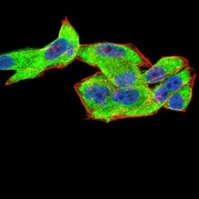 Immunocytochemistry/Immunofluorescence: Complement Factor H-related 5/CFHR5 Antibody (3A10A5) [NBP2-52441] - Analysis of Hela cells using CFHR5 mouse mAb (green). Blue: DRAQ5 fluorescent DNA dye. Red: Actin filaments have been labeled with Alexa Fluor- 555 phalloidin.