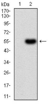 Western Blot: Complement Factor H-related 5/CFHR5 Antibody (3A10A5) [NBP2-52441] - Analysis using CFHR5 mAb against HEK293 (1) and CFHR5 (AA: 344-569)-hIgGFc transfected HEK293 (2) cell lysate.