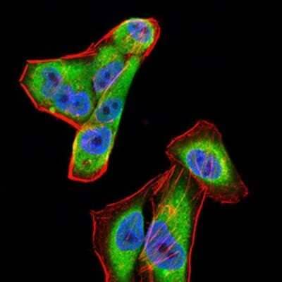 Immunofluorescence: Complement Factor H-related 5/CFHR5 Antibody (3E1E10) [NBP2-52440] - Analysis of Hela cells using CFHR5 mouse mAb (green). Blue: DRAQ5 fluorescent DNA dye. Red: Actin filaments have been labeled with Alexa Fluor- 555 phalloidin.