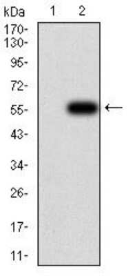 Western Blot: Complement Factor H-related 5/CFHR5 Antibody (3E1E10) [NBP2-52440] - Analysis using CFHR5 mAb against HEK293 (1) and CFHR5 (AA: 344-569)-hIgGFc transfected HEK293 (2) cell lysate.