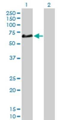 Western Blot: Complement Factor H-related 5/CFHR5 Antibody [H00081494-D01P] - Analysis of CFHR5 expression in transfected 293T cell line by CFHR5 polyclonal antibody.Lane 1: CFHR5 transfected lysate(64.40 KDa).Lane 2: Non-transfected lysate.