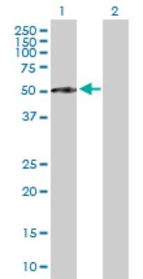 Western Blot: Complement Factor I Antibody [H00003426-B01P] - Analysis of CFI expression in transfected 293T cell line by CFI polyclonal antibody.  Lane 1: IF transfected lysate(41.47 KDa). Lane 2: Non-transfected lysate.