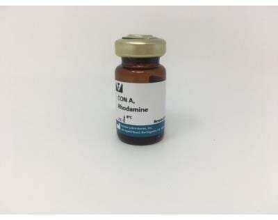 Concanavalin A (Con A) - Rhodamine [RL-1002-25-NB]