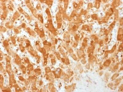 Immunohistochemistry-Paraffin: Connexin 32/GJB1 Antibody (GJB1/1753) [NBP2-54359] - Formalin-fixed, paraffin-embedded human Liver stained with Connexin 32 Monoclonal Antibody (GJB1/1753)