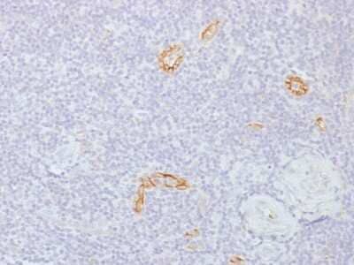 Immunohistochemistry-Paraffin: Connexin 32/GJB1 Antibody (GJB1/1753) [NBP2-54359] - Formalin-fixed, paraffin-embedded human Tonsil stained with Connexin 32 Monoclonal Antibody (GJB1/1753)