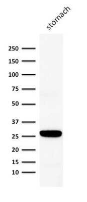 Western Blot: Connexin 32/GJB1 Antibody (M12.13) - Azide and BSA Free [NBP2-54367] - Western Blot Analysis of human stomach lysate using Connexin 32/GJB1 Antibody (M12.13).