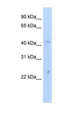 Western Blot: Connexin 37/GJA4 Antibody [NBP1-80512] - NIH-3T3 cells lysate, concentration 5.0ug/ml.