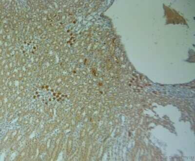 Immunohistochemistry-Paraffin: Connexin 40/GJA5 Antibody [NBP1-46568] - IHC on paraffin sections of rat kidney tissue using Rabbit antibody to Connexin 40. HIER: 1 mM EDTA, pH 8 for 20 min. Blocking: 0.2% LFDM in TBST filtered thru 0.2 um. Detection was done using Novolink HRP polymer from Leica following manufactures instructions. Primary antibody: dilution 1: 1000, incubated 30 min at RT (using Autostainer. Sections were counterstained with Harris Hematoxylin.