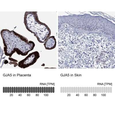 Immunohistochemistry-Paraffin: Connexin 40/GJA5 Antibody [NBP3-17079] - Analysis in human placenta and skin tissues using Anti-GJA5 antibody. Corresponding GJA5 RNA-seq data are presented for the same tissues.