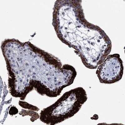 Immunohistochemistry-Paraffin: Connexin 40/GJA5 Antibody [NBP3-17079] - Staining of human placenta shows high expression.