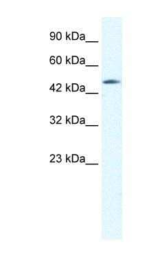 Western Blot: Connexin 40.1 Antibody [NBP1-59161] - Titration: 0.6ug/ml, Positive Control: HepG2 cell lysate.
