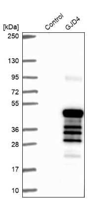 Western Blot Connexin 40.1 Antibody