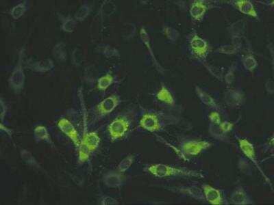 Immunocytochemistry/Immunofluorescence: Connexin 45/GJC1 Antibody (5B9.2) - BSA Free [NBP2-29754] - Mouse anti-Connexin 45  staining of Cx45 transfected rat C6 cells.