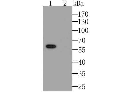 Western Blot: Connexin 45/GJC1 Antibody [NBP2-76925] - Western blot analysis of Connexin 45 / GJA7 / Cx45 on SH-SY5Y cell lysate. Proteins were transferred to a PVDF membrane and blocked with 5% BSA in PBS for 1 hour at room temperature. The primary antibody was used at a 1:1,000 dilution in 5% BSA at room temperature for 2 hours. Goat Anti-Rabbit IgG - HRP Secondary Antibody at 1:5,000 dilution was used for 1 hour at room temperature.Lane 1: Anti-Connexin-45 Antibody;Lane 2: Anti-Connexin-45 Antibody, pre-incubated with the immunizaiton peptide.