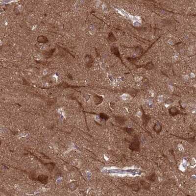 Immunohistochemistry-Paraffin: Connexin 62/GJA10 Antibody [NBP2-14050] - Staining of human cerebral cortex shows strong cytoplasmic positivity in neuronal cells.