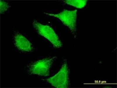 Immunocytochemistry/Immunofluorescence: Contactin-4 Antibody (4B10) [H00152330-M06] - Analysis of monoclonal antibody to CNTN4 on HeLa cell. Antibody concentration 10 ug/ml