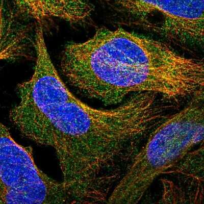 Immunocytochemistry/ Immunofluorescence Contactin-5 Antibody