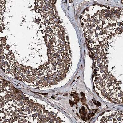 Immunohistochemistry-Paraffin: Contactin-5 Antibody [NBP1-83243] - Staining of human testis shows strong cytoplasmic positivity in leydig cells.