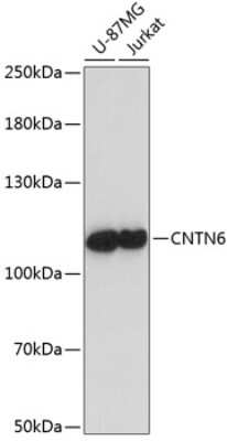 Western Blot: Contactin-6 Antibody [NBP2-92145] - Analysis of extracts of various cell lines, using Contactin-6 .Exposure time: 60s.