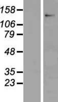 Western Blot: Contactin 6 Overexpression Lysate (Adult Normal) [NBP2-10318] Left-Empty vector transfected control cell lysate (HEK293 cell lysate); Right -Over-expression Lysate for Contactin 6.