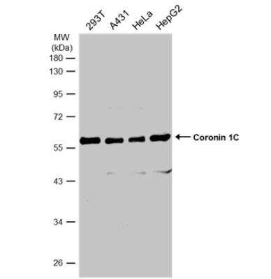Western Blot: Coronin 3 Antibody [NBP1-31283] - Various whole cell extracts (30 ug) were separated by 10% SDS-PAGE, and the membrane was blotted with Coronin 1C antibody [C3], C-term diluted at 1:500. The HRP-conjugated anti-rabbit IgG antibody (NBP2-19301) was used to detect the primary antibody.