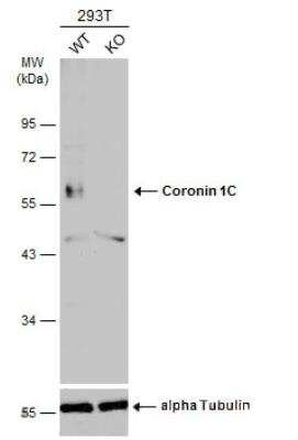 Western Blot: Coronin 3 Antibody [NBP1-31283] - Wild-type (WT) and Coronin 1C knockout (KO) HEK293T cell extracts (30 ug) were separated by 10% SDS-PAGE, and the membrane was blotted with Coronin 1C antibody diluted at 1:2000. HRP-conjugated anti-rabbit IgG antibody was used to detect the primary antibody.
