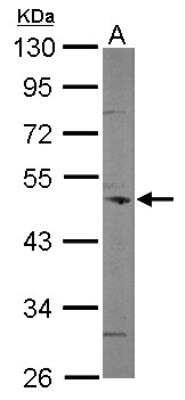 Western Blot: Coronin 3 Antibody [NBP2-15968] - Sample (50 ug of whole cell lysate) A: Mouse Brain, 10% SDS PAGE gel, diluted at 1:500.