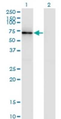 Western Blot: Cortactin Antibody (2B5) [H00002017-M01] - Analysis of CTTN expression in transfected 293T cell line by CTTN monoclonal antibody (M01), clone 2B5.Lane 1: CTTN transfected lysate (Predicted MW: 57.5 KDa).Lane 2: Non-transfected lysate.