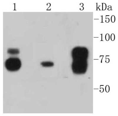 Western Blot: Cortactin Antibody (SC61-08) [NBP2-67632] - Analysis of Cortactin on different lysates using anti-Cortactin antibody at 1/1,000 dilution. Positive control: Lane 1: Hela Lane 2: NIH/3T3 Lane 3: A431