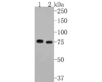 Western Blot: Cortactin Antibody (SC61-08) [NBP2-67632] - Western blot analysis of Cortactin on different lysates. Proteins were transferred to a PVDF membrane and blocked with 5% BSA in PBS for 1 hour at room temperature. The primary antibody (1/500) was used in 5% BSA at room temperature for 2 hours. Goat Anti