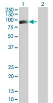 Western Blot: Cortactin Antibody [H00002017-D01P] - Analysis of CTTN expression in transfected 293T cell line by CTTN polyclonal antibody.Lane 1: CTTN transfected lysate(57.50 KDa).Lane 2: Non-transfected lysate.
