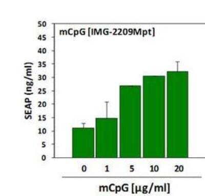 CpG oligodeoxynucleotides Mouse [NBP2-26235] - CpG oligodeoxynucleotides Mouse Evaluation of the mCpG ODN 1826 ligand activity on NF-kB SEAPorter RAW cell line. Cell line is a stably transfected RAW 264.7 cell line that expresses the secreted alkaline phosphatase (SEAP) reporter gene under the transcriptional control of an NF-kB response element. RAW 264.7 cells endogenously express Toll-like receptor 9 (TLR9). Cells were plated in 96-well plates at 0.85 x 10^5 cells/well. After 16 h, cells were stimulated with various amounts of mCpG ODN 1826 for 24 h. SEAP was analyzed using the SEAPorter Assay Kit. Data Summary: mCpG ODN 1826 specifically activated the TLR9-depedent NF-kB/SEAP reporter cells in a dose dependent manner.