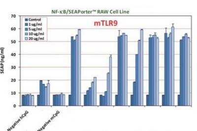 CpG oligodeoxynucleotides Mouse [NBP2-26240] - Evaluation of various CpG ODN effects on activation of mouse TLR9. NF-kB/SEAPorter RAW cells were plated in 96-well plates at 7.5 x 10^4 cells/well for 16 h. Cells were treated with various CpG ODNs at different concentrations (1, 5, 10 and 20 ug/ml) for 24 h. Secreted alkaline phosphatase (SEAP) was analyzed using SEAPorter Assay Kit.